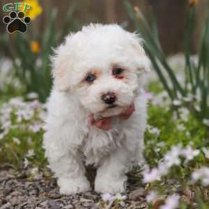 Leo, Bich-Poo Puppy